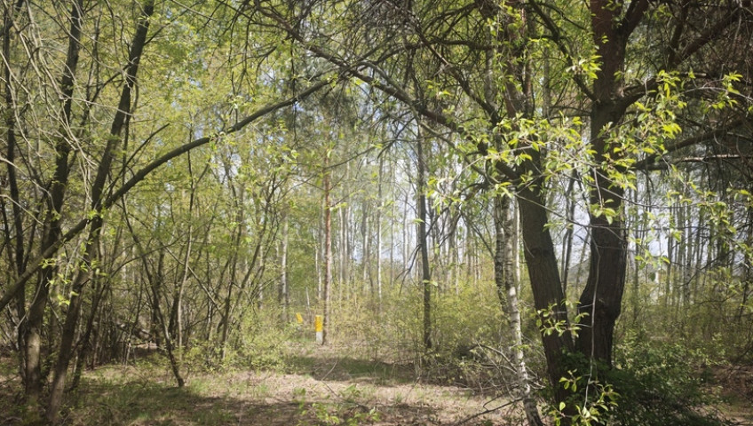 Działka Sprzedaż Lipków
